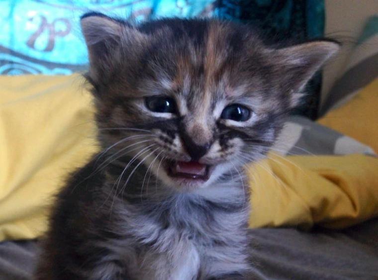 Crying Cat Meme: The Internet’s Emotional Icon and Its Viral Journey